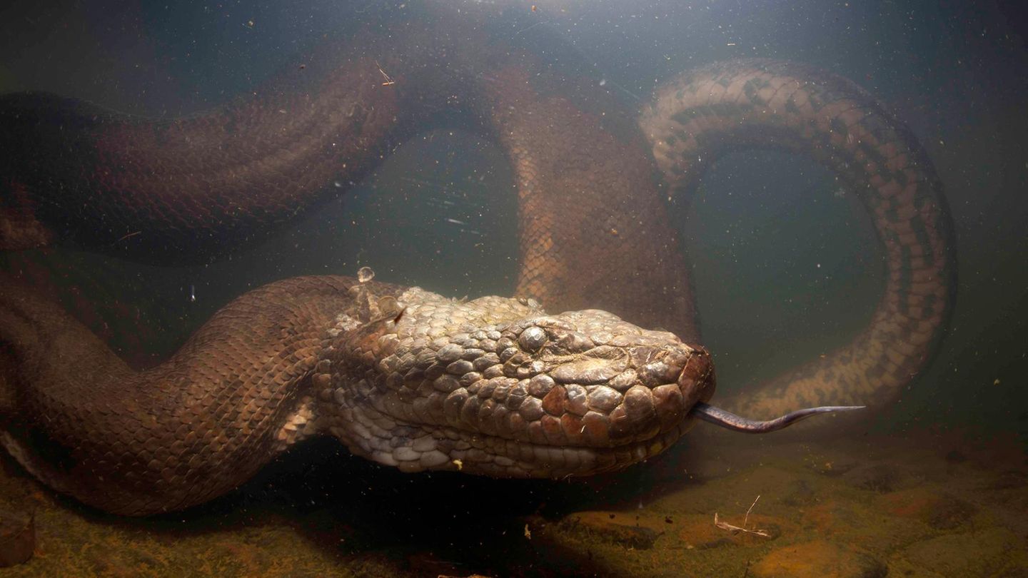 Schlangen extrem: Die größten, giftigsten, gefräßigsten Arten der Welt |  STERN.de