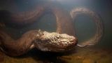 Grüne Anakonda, Eunectes murinus, Formoso-Fluss