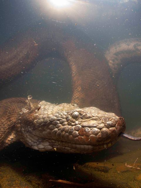 Grüne Anakonda, Eunectes murinus, Formoso-Fluss