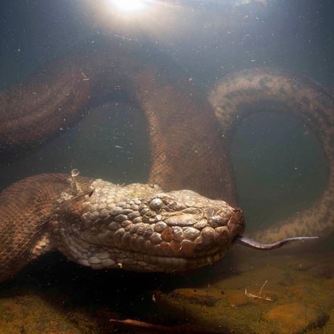 Grüne Anakonda, Eunectes murinus, Formoso-Fluss