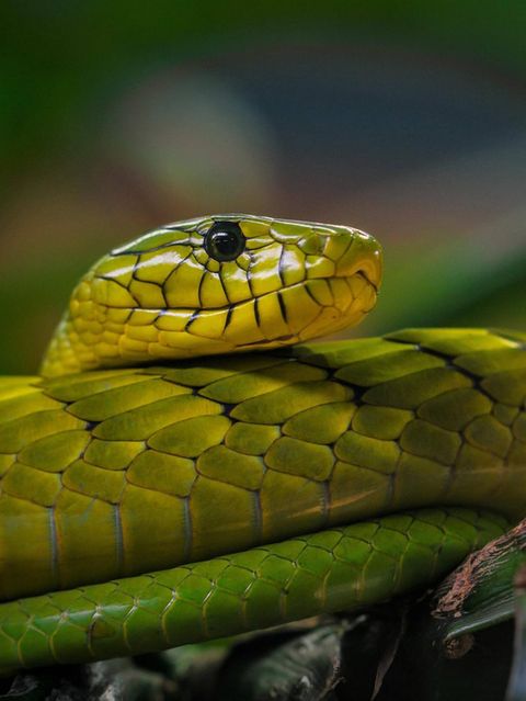 Grüne Mamba, Terra Zoo Nordrhein Westfalen