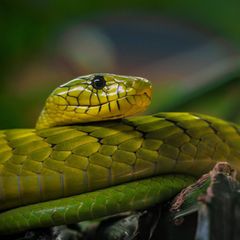 Grüne Mamba, Terra Zoo Nordrhein Westfalen
