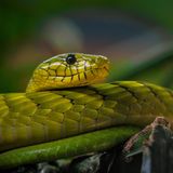 Grüne Mamba, Terra Zoo Nordrhein Westfalen