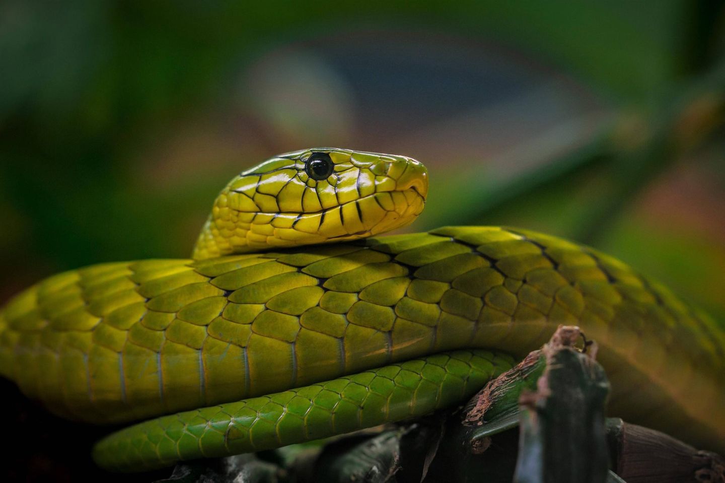 Grüne Mamba, Terra Zoo Nordrhein Westfalen Grüne Mamba, Terra Zoo Nordrhein Westfalen