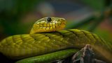 Grüne Mamba, Terra Zoo Nordrhein Westfalen