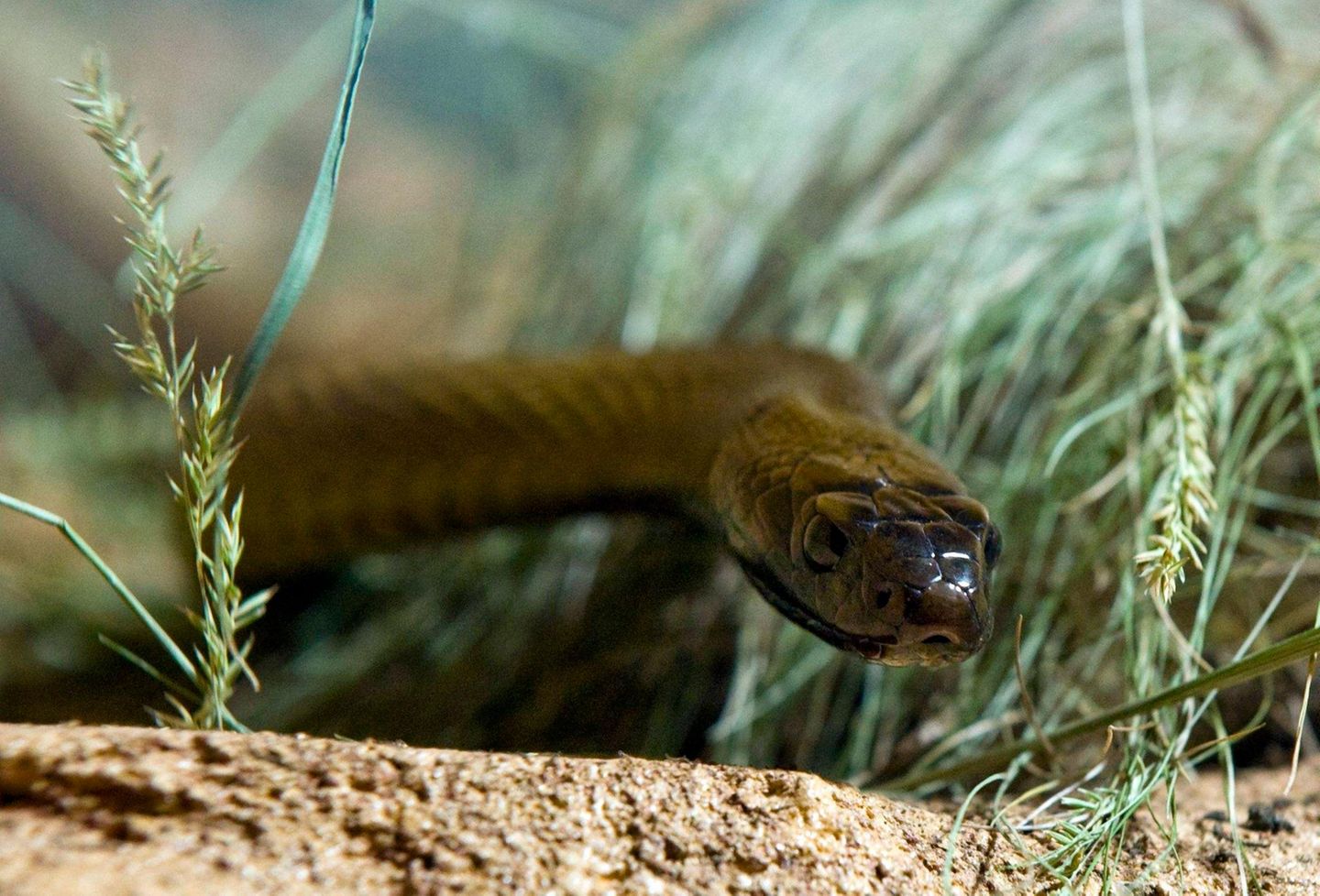 Inlandstaipan im Gras