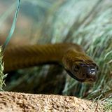 Inlandstaipan im Gras