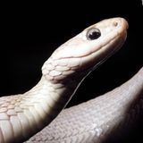 Albino oder Farbvariante, Braune Wasserschlange Bluemont Virginia USA