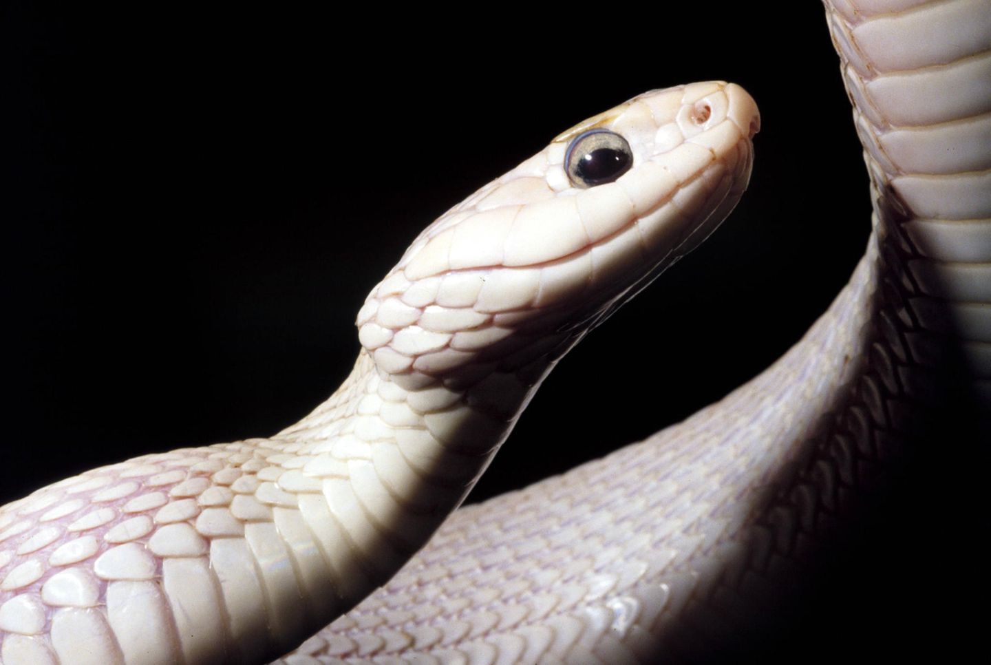Albino oder Farbvariante, Braune Wasserschlange Bluemont Virginia USA