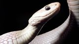 Albino oder Farbvariante, Braune Wasserschlange Bluemont Virginia USA