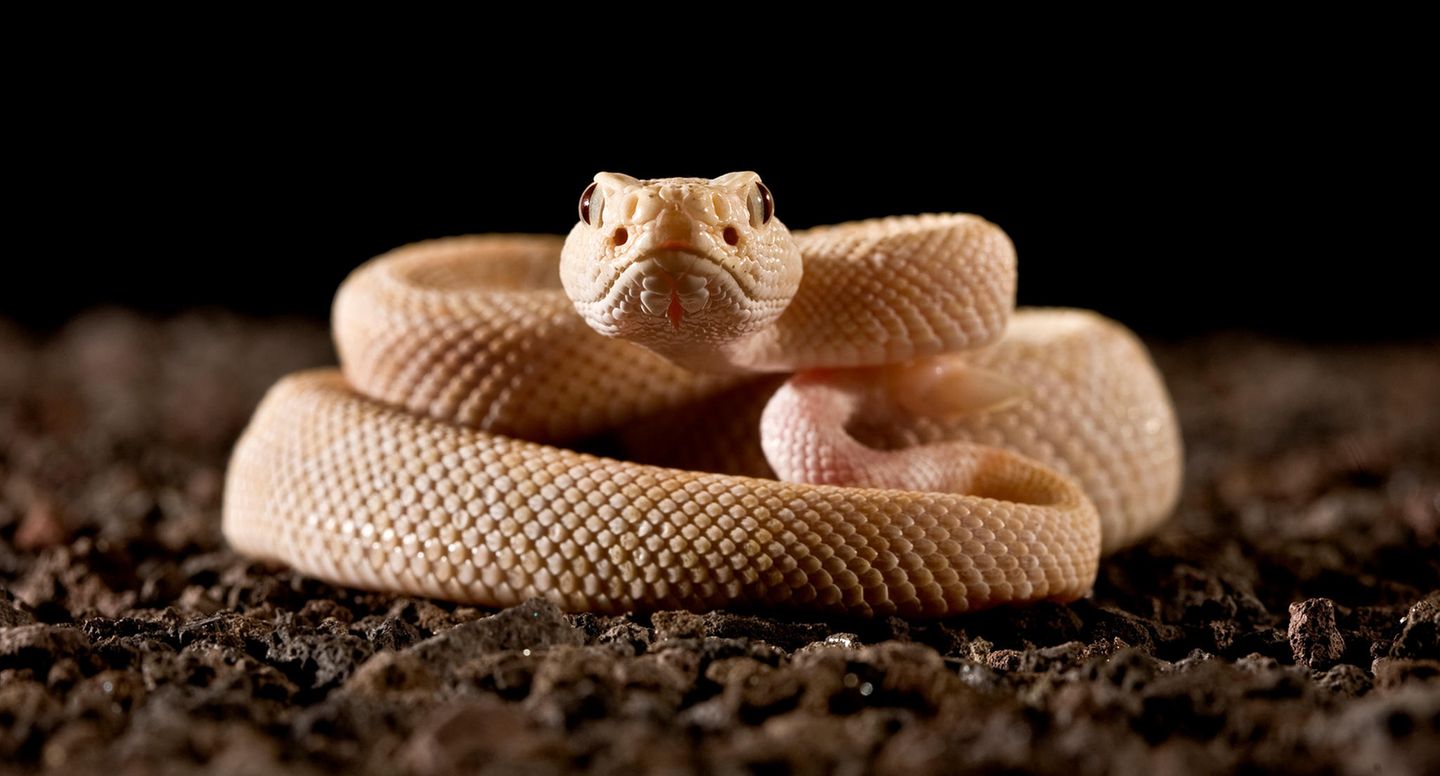 Baby Albino - Diamantklapperschlange Baby Albino - Diamantklapperschlange