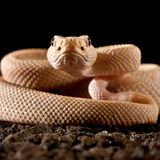 Baby Albino - Diamantklapperschlange