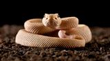 Baby Albino - Diamantklapperschlange