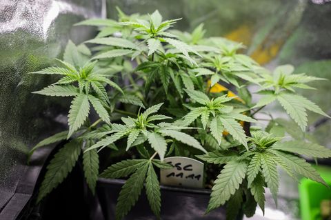 Cannabispflanzen (Mutterpflanzen) stehen in einem Aufzuchtszelt unter künstlicher Beleuchtung