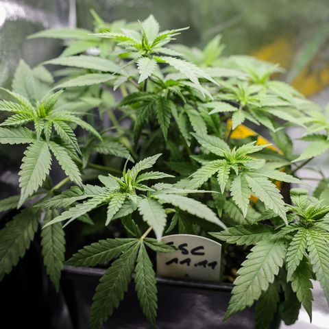 Cannabispflanzen (Mutterpflanzen) stehen in einem Aufzuchtszelt unter künstlicher Beleuchtung