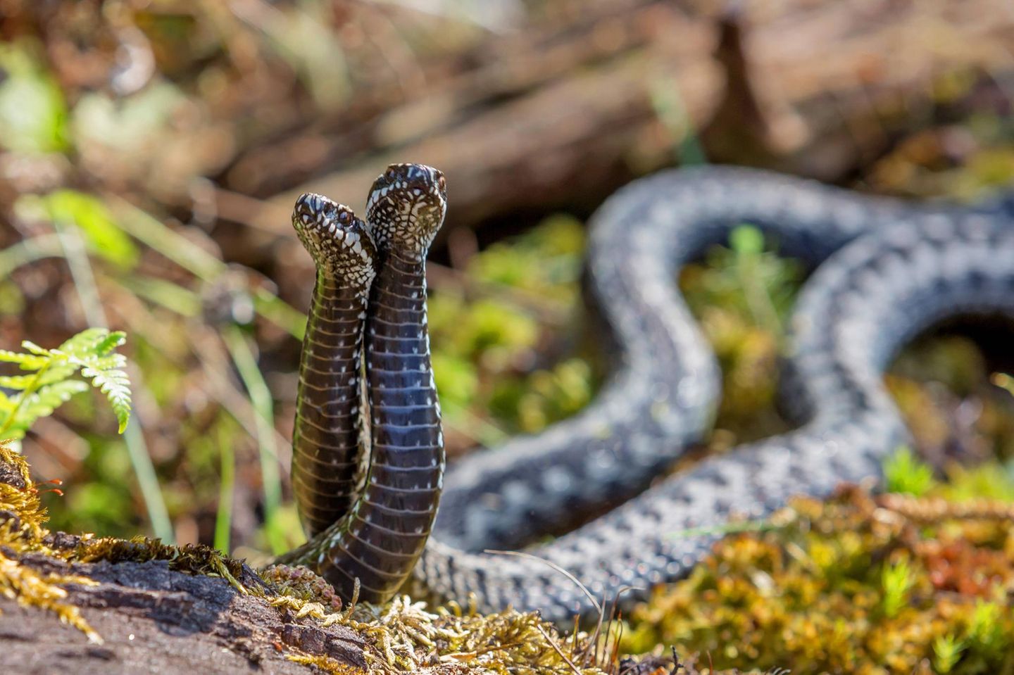 zwei Kreuzotter Schlangen in der Sonne