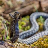 zwei Kreuzotter Schlangen in der Sonne