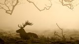 London, Großbritannien. Ein Hirsch liegt bei Sonnenaufgang im Bushy Park und der sieht ganz schön idyllisch aus für einen Park in der britischen Hauptstadt. Zum Glück für das Tier wurde es nur mit der Kamera abgeschossen und nicht mit einem Gewehr.