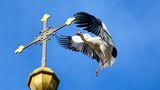 Riedlingen, Baden-Württemberg. Um sich in Ruhe einen Überblick zu verschaffen, dürfte diese Kirchturmspitze wohl ausreichen. Also: Vollbremsung. Zum Nestbau muss dieser Storch dann aber wohl doch weiterfliegen.