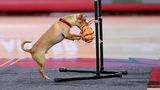 Fayetteville, USA. In der Halbzeitpause zwischen den Arkansas Razorbacks und den Missouri Tigers in der Bud Walton Arena zeigt sich ein sportlicher Vierbeiner. Ob der Hundebesuch in der NCAA College League von seinem Spielball wohl etwas übrig ließ?