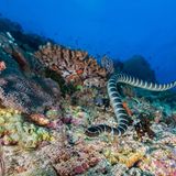 Schlange schwimmt im Korallenriff