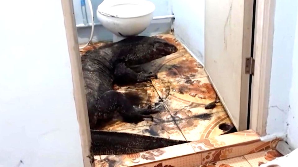 Riesiger Waran im Badezimmer entdeckt