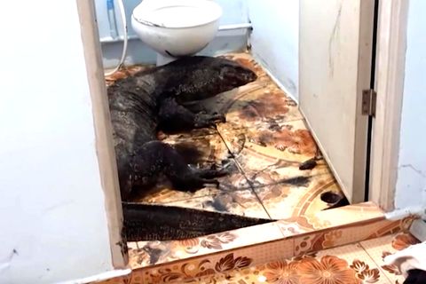Riesiger Waran im Badezimmer entdeckt