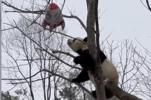 Der Panda namens Haoyue erklomm in einem Zoo in der Stadt Yueyang in Hunan, Südchina, einen Baum, um den Ballon eines Besuchers einzusammeln, der sich in den Zweigen verheddert hatte. Haoyue schien diesen mit Bambus zu verwechseln und kaute genüsslich auf ihm herum, bis er ihn vollkommen verschlungen hatte. 