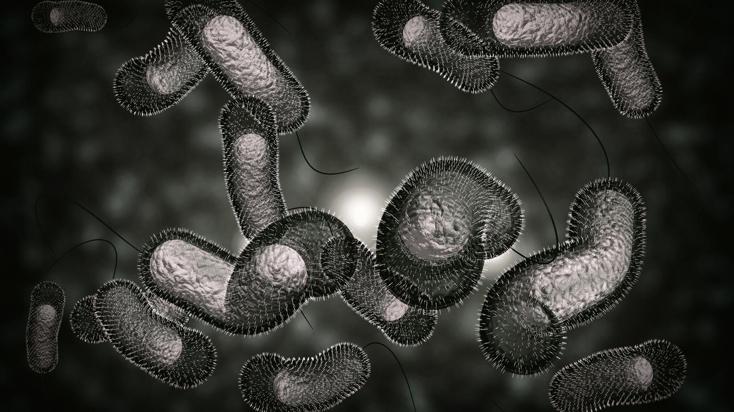 Cholerabakterien Cholerabakterien