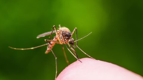 Dengue-Fieber: Überträger Aedes aegypti