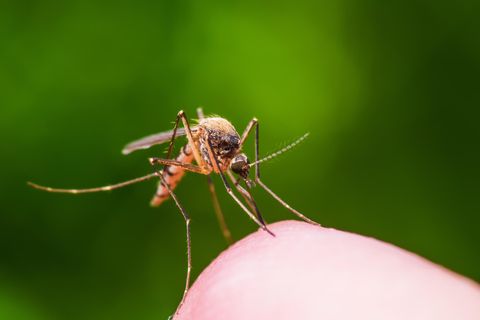 Dengue-Fieber: Überträger Aedes aegypti