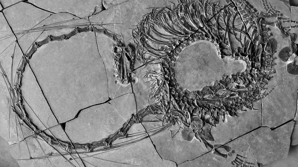 Paleontologen entdecken 240 Millionen Jahre alten "Drachen"