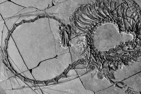 Paleontologen entdecken 240 Millionen Jahre alten "Drachen"