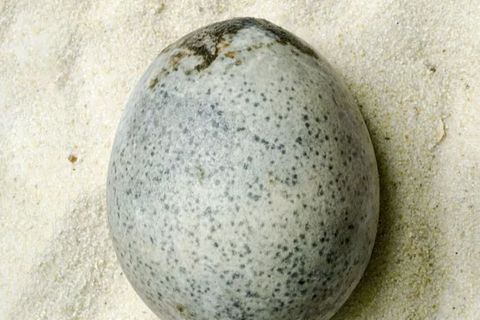 Der unscheinbar wirkende Fund der Archäologie hat es in sich: In dem 1700 Jahre alten Ei aus der Römerzeit schwimmt noch eine Flüssigkeit aus Eigelb und Eiweiß.