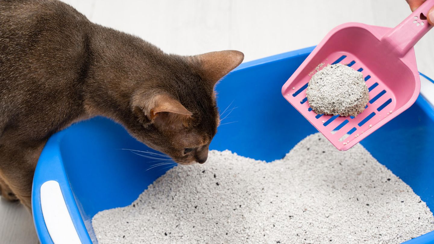 Foto einer Katze, die in ein Katzenklo schaut