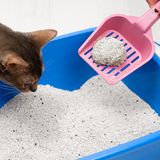 Foto einer Katze, die in ein Katzenklo schaut