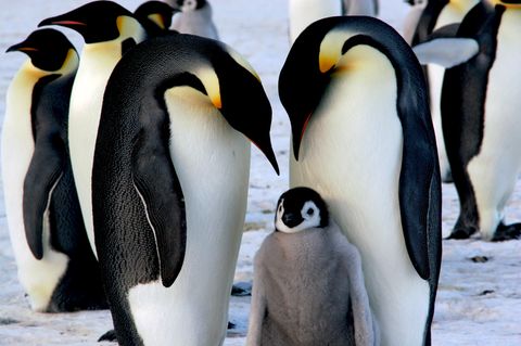 Vogelgrippe: Kaiserpinguinpärchen mit Küken