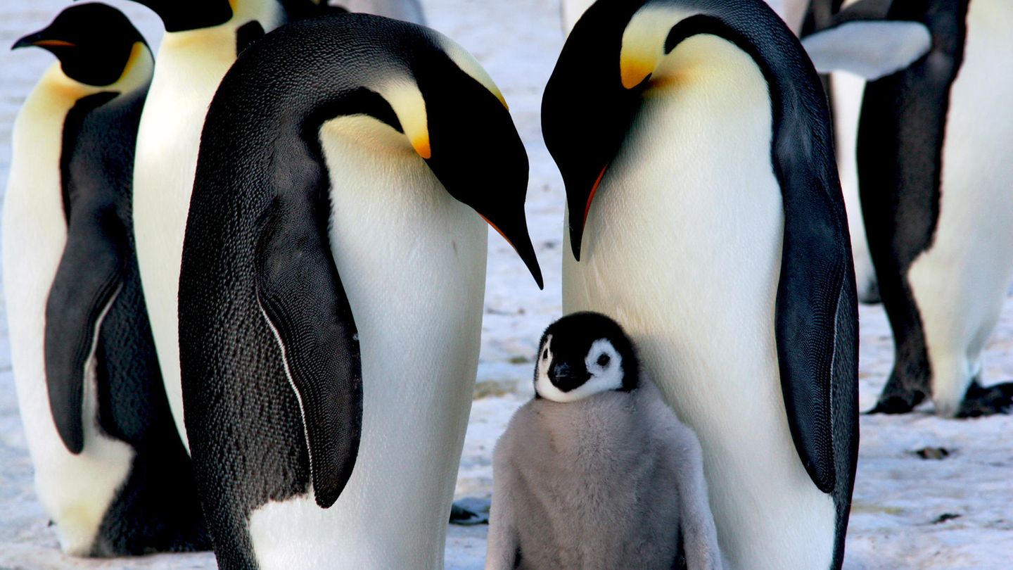 Vogelgrippe: Kaiserpinguinpärchen mit Küken