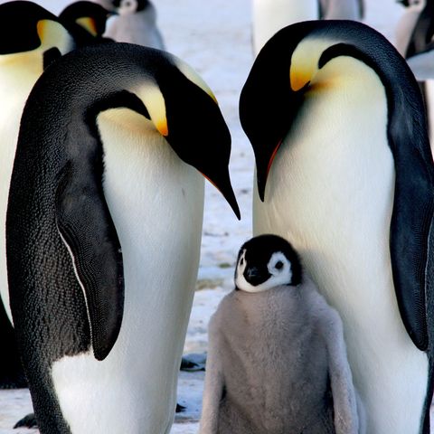 Vogelgrippe: Kaiserpinguinpärchen mit Küken