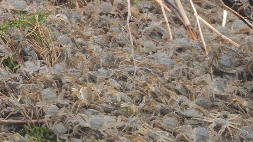 Invasive Arten: Naturspektakel: Unzählige Wollhandkrabben tummeln sich an der Elbe