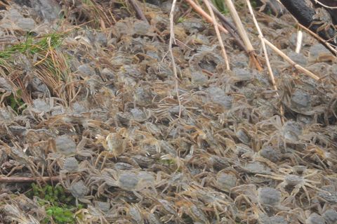 Invasive Arten: Naturspektakel: Unzählige Wollhandkrabben tummeln sich an der Elbe