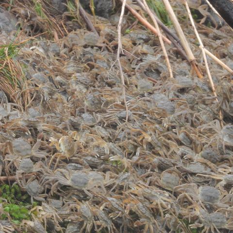 Invasive Arten: Naturspektakel: Unzählige Wollhandkrabben tummeln sich an der Elbe