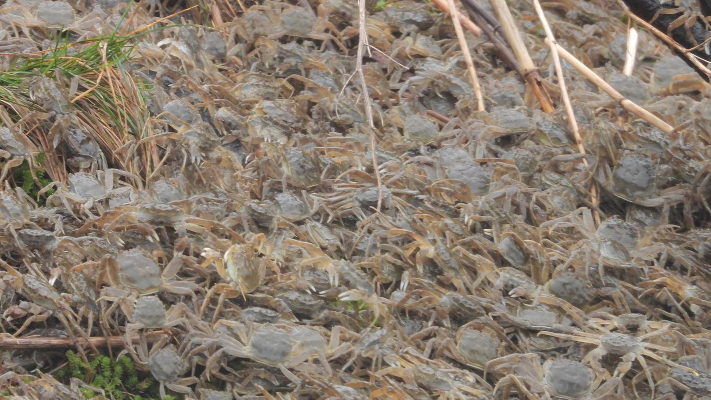 Wollhandkrabben in Geesthacht Wollhandkrabben in Geesthacht