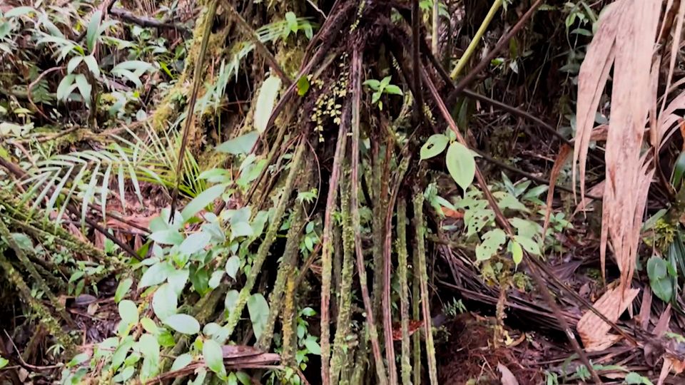ZombiePflanze Forscher finden faszinierende FarnArt im Regenwald