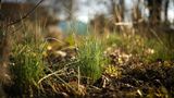 Wildkräuter: Zwei Büschel wilder Lauch, die aus der Erde ragen