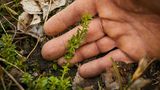 Wildkräuter: Das Wiesenlabkraut hat bereits saftige grüne Blätter