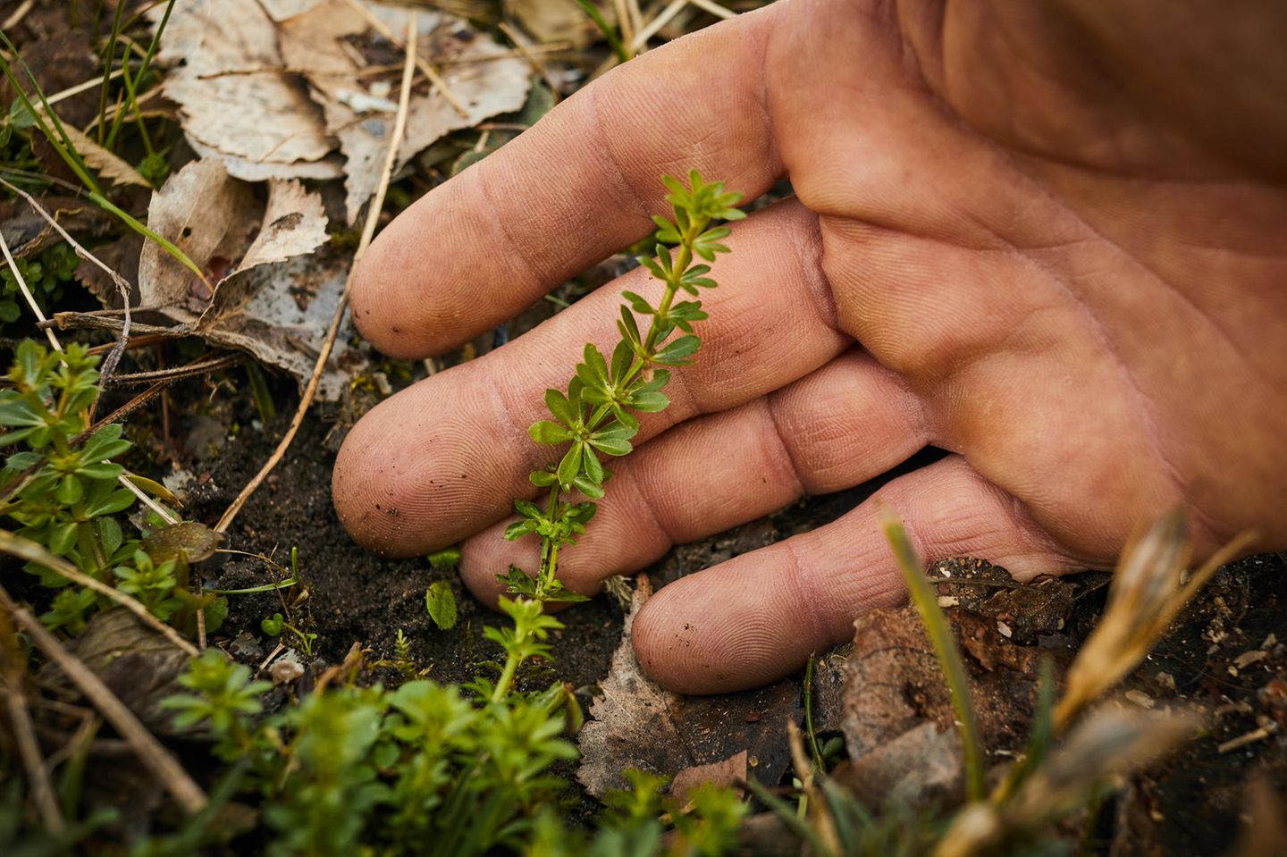 Wildkräuter: Das Wiesenlabkraut hat bereits saftige grüne Blätter Wildkräuter: Das Wiesenlabkraut hat bereits saftige grüne Blätter