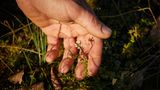 Wildkräuter: Martin Rötzel nimmt Schaumkraut in die Hand. Man sieht eine kleine weiße Blüte