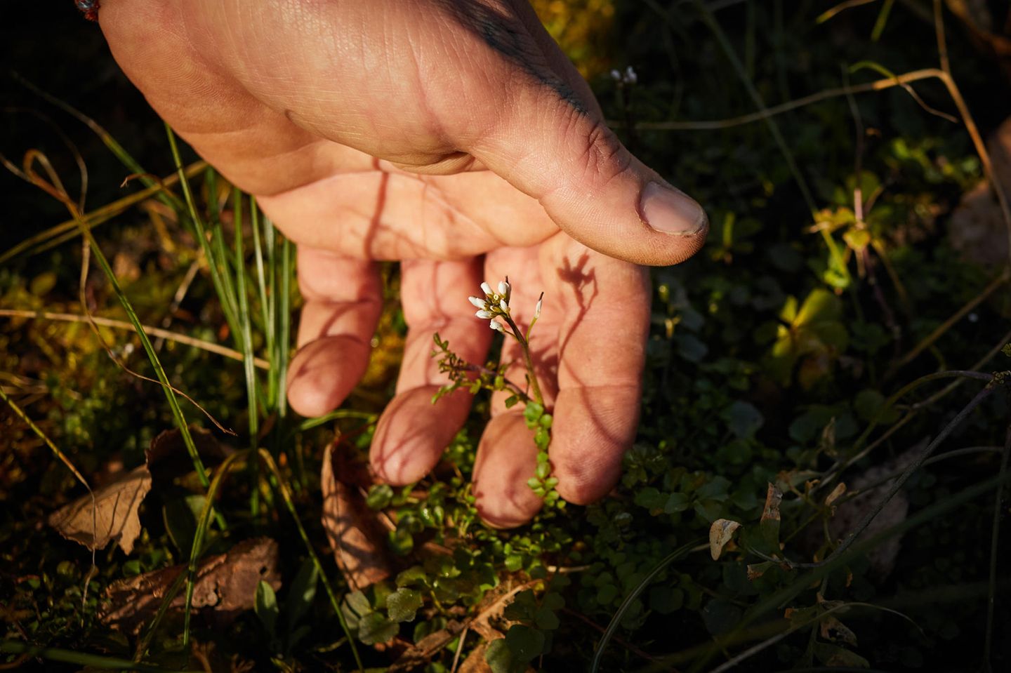 Wildkräuter: Martin Rötzel nimmt Schaumkraut in die Hand. Man sieht eine kleine weiße Blüte Wildkräuter: Martin Rötzel nimmt Schaumkraut in die Hand. Man sieht eine kleine weiße Blüte