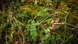 Wildkräuter: Die Pimpernell von oben fotografiert, man sieht bereits eine lila Blüte